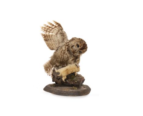 EARLY 20TH CENTURY TAXIDERMY GROUP OF A TAWNY OWL HUNTING A FERRET
modelled on a log, 60cm high