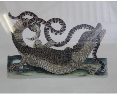 20th Century Crocodile and SnakeColoured print 36 x 50cm Together with a plate from Histoire Naturelle, and a watercolour of 