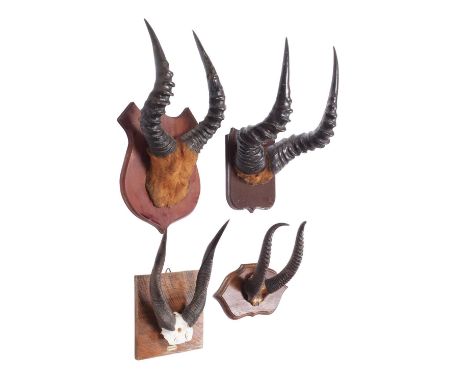 Antlers/Horns: A Group of African Game Trophy Horns, mid-late 20th century, a set of adult male Western Hartebeest horns on h