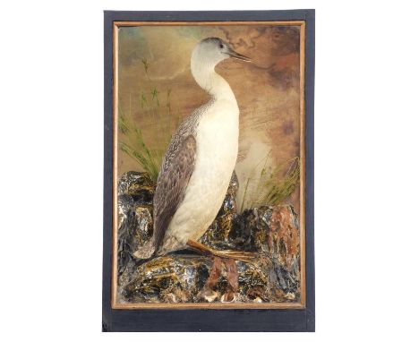 Taxidermy: A Cased Red-throated Diver (Gavia stellata), a full mount adult in non-breeding winter plumage, stood upon a paint