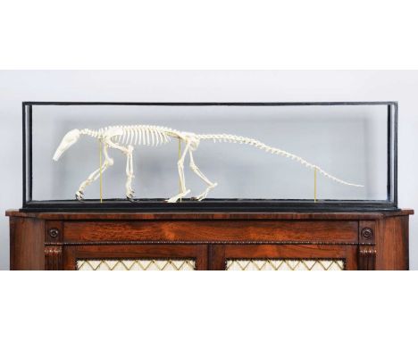 Skeletons/Anatomy: A Cased Southern Tamandua Anteater Skeleton (Tamandua tetradactyla), 21st century, a complete natural skel