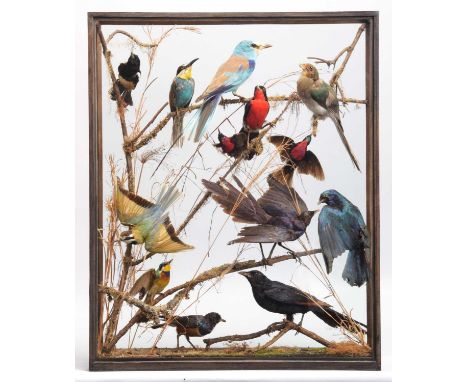 Taxidermy: A Cased Display of Exotic Tropical Birds, circa 1891-1921, by Rowland Ward, Ltd, "The Jungle", 167 Piccadilly, Lon