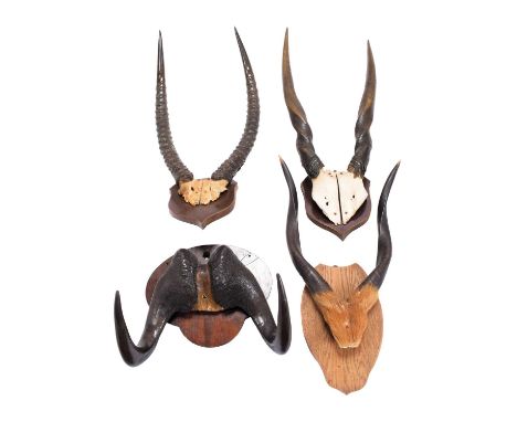  Antlers/Horns: A Group of African Game Trophy Horns, mid-late 20th century, a set of adult male Black Wildebeest horns on cu