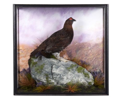 Taxidermy: A Cased Red Grouse (Lagopus lagopus scoticus), dated 2003, Scotland, a high quality full mount adult male, perched