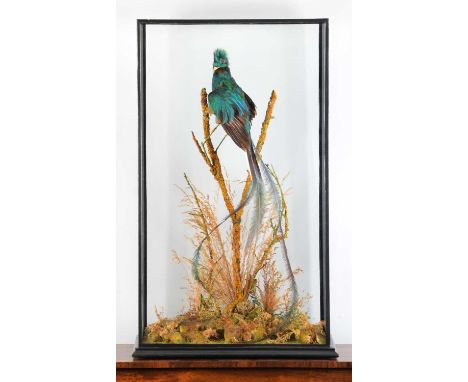 Taxidermy: A Large Cased Resplendent Quetzal (Pharomachrus mocinno), circa early 20th century, a superb adult male with head 