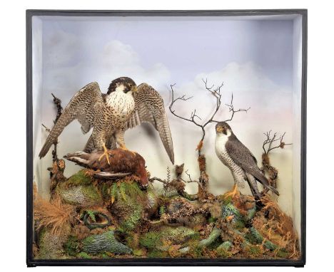 Taxidermy: A Late Victorian Cased Pair of Peregrine Falcons (Falco peregrinus), by Cecil. H. Bisshopp, Taxidermist Artist, 12