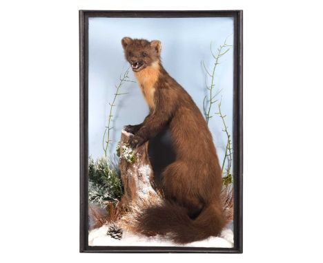 Taxidermy: Scottish Pine Marten (Martes martes), circa 2019, Pitlochry, Scotland, a full mount adult stood upon a frosted tre