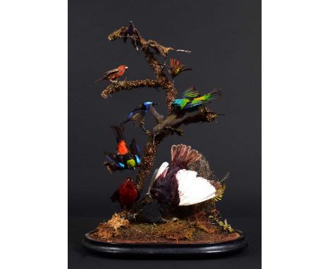 Taxidermy: A Late Victorian Display of South American Tropical Birds, circa 1870-1900, a typical high-quality colourful displ