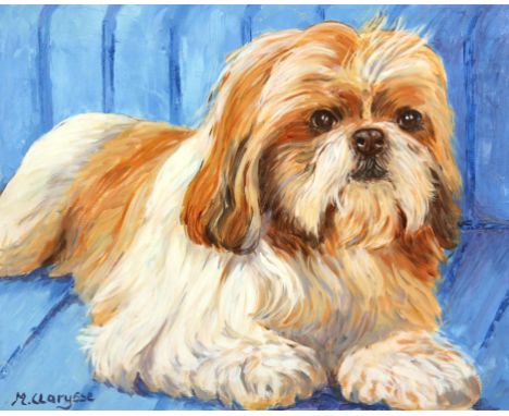 Maggy Clarysse. Portrait of a brown and white dog. possibly a Shi Zhu,  Oil on canvas, signed lower left and verso. 41 x 51cm