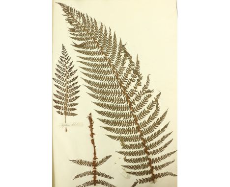 Ferns: A very large (approx. 29" x 21") Album of Dried Specimens of Ferns, approx. 31 full pages with hundreds of specimens, 