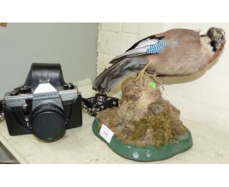 A preserved and mounted Jay; a Praktica camera