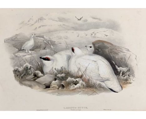 Late Victorian coloured lithograph - Lagopus Mutus, Ptarmigan in winter plumage, by J. Wolf and H.C. Richter, engraved by Wal