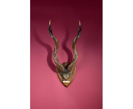 Natural History: A lesser Kudu frontal part of skull and horns mounted on a shield  circa 1910 72cm.; 28¼ins high