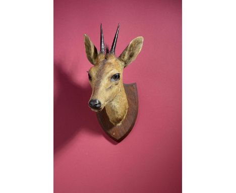 Taxidermy: A head of a Duiker stuffed by R. Raine of Carlisle   circa 1910 and bearing his label on the reverse 32cm.; 12½ins