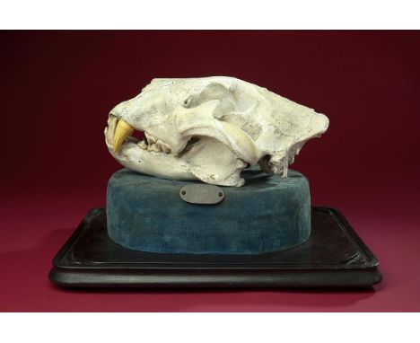 Natural History: A Lion skull in a glass dome  with an inscription &#39;Killed by the Hon. W Coke, South Africa, August 7th 1