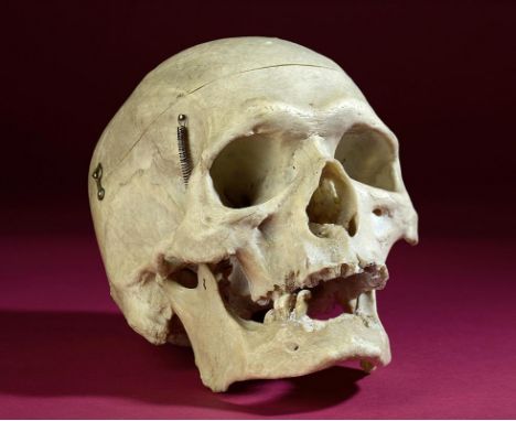 Natural History: A Human skull  hinged as a medical model 19cm.; 7½ins