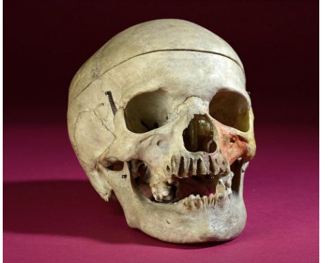 Natural History: A Human skull  hinged as a medical model 19cm.; 7½ins 
