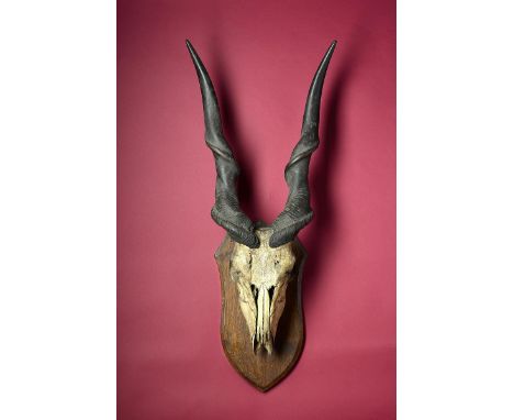 Natural History: Eland skull and horns mounted on a shield  circa 1900 120cm.; 47ins high 