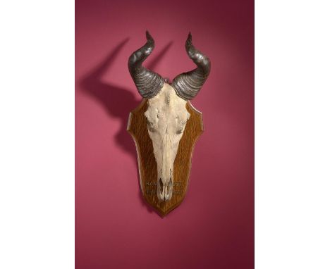 Natural History: A Hartebeest skull and horns on shield  labelled &#39;East Africa, 1885&#39;  78cm.; 30¾ins high