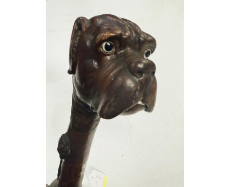 A 19th Century burr wood shaft stick with carved finial of a mastiff, 112cm.