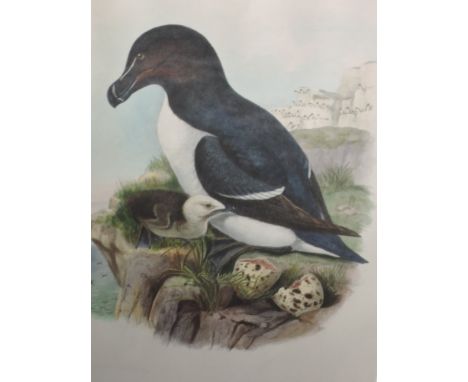 A print, after Gould and Richter, Alca Torda, 54 x 36cm, and a print, after Gould and Hart, Pachycephala Schlegeli, 51 x 34cm