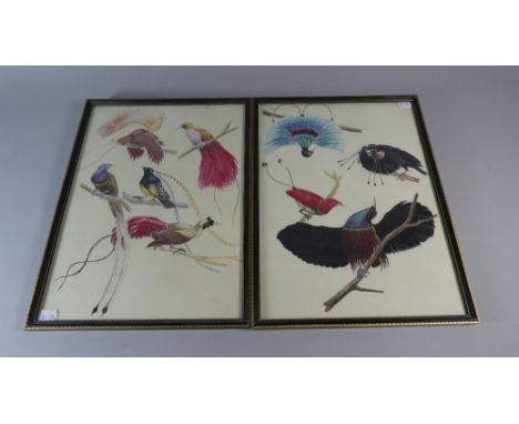 A Pair of Framed Print, Birds of Paradise, Each 40cm High 