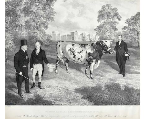 After J H Carter (19th century)"Portrait of a Shorthorned Bull"Engraving, 49.5cm by 56.5cmBred by Sir Charles Morgan Bart. of
