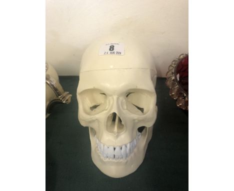 An anatomical medical human skull, with spring jaw