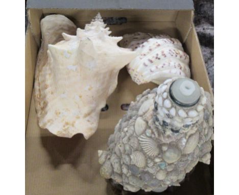 Two shells and a flask decorated with sea shells&nbsp;