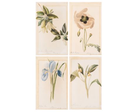 Africa.- Algerian botany.- Peake (M.A.) Collection of 17 original specimen studies of wild flowers of Algiers, manuscript not