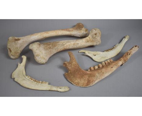 A Collection of Vintage Camel Bones 