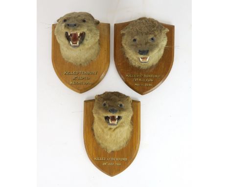 A GROUP OF THREE TAXIDERMY OTTER MASKS First quarter of the 20th century, all with mouths agape and mounted on oak shield pla