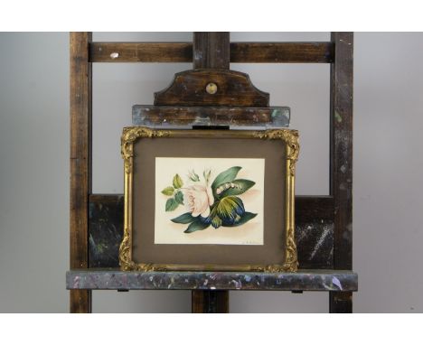 F. GILESON BOTANICAL STUDIES Four watercolours, one signed, 16cm x 9cm, three framed similarly, one different, also another b