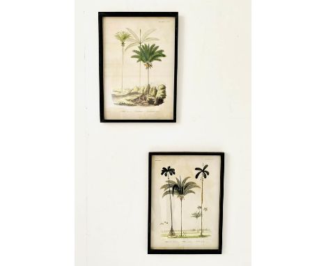 BOTANICAL PRINTS, a pair, framed, 56cm H x 41cm W. (2) 