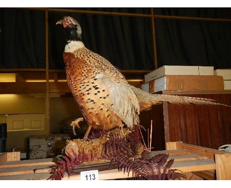 A vintage uncased taxidermy pheasant