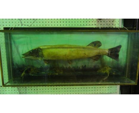 A vintage taxidermy study of a pike set before a simulated river bed ground presented in a glazed case of rectangular form an
