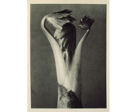 Artist: Karl Blossfeldt (German, 1865 - 1932). Title: "Aconitum (Common Monkshood)". Medium: Original vintage photogravure. D