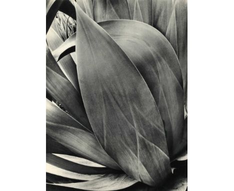 Artist: Brett Weston (American, 1911-1993). Title: "Succulent (Agave)". Medium: Original vintage photogravure. Date: Composed