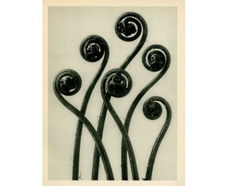 Artist: Karl Blossfeldt (German, 1865 - 1932). Title: "Adiantum Pedatum (American Maidenhair Fern) [young rolled-up fronds en