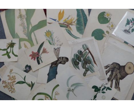 Major Alexander Cunningham and various (mid 19th century) A collection of botanical drawings and text depicting and relating 