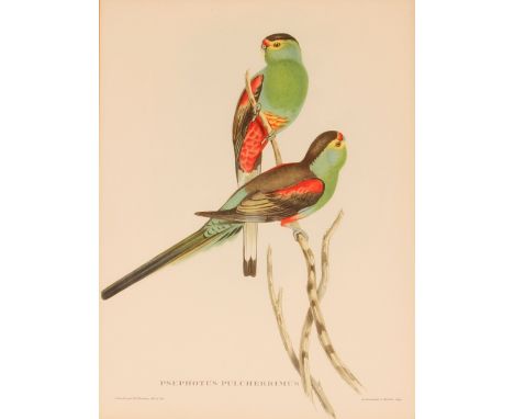 After Gould &amp; Richter, lithograph of parrots on a branch