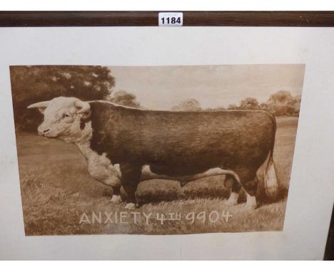After N.A Throop. A print, study of a bull.