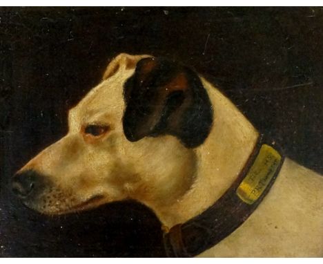 P R Thompson - "Tip" portrait of a Jack Russell, the collar inscribed "Tip" M.S P R Thompson, oil on artist board, 19cm x 24c