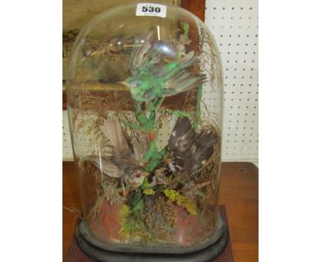 TAXIDERMY, glass domed table top display of Exotic Birds, 25cm height 