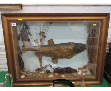 TAXIDERMY, cabinet cased display of Chub, 49cm length 