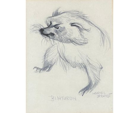Muriel Brandt (1909-1981) Pencil drawing of Binturon (Binturong) pencil signature lower right visual image size 18 x 14cm. 