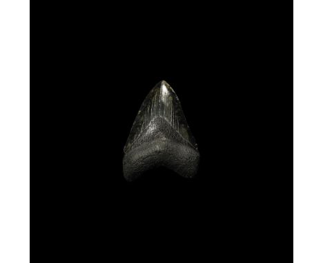 Pliocene Period, 5.2-2.5 million years BP. A large fossil Carcharocles megalodon shark tooth.132 grams, 10.2cm (4"). From the