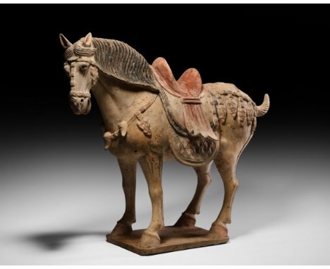 Tang Dynasty, 618-907 AD. A superb ceramic court horse standing on a rectangular pedestal, the head turned slightly to the le