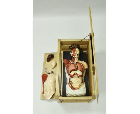 A circa 1900 painted anatomical model bearing label inscribed "Adam Rouilly &amp; Co. Human Anatomy Osteology, etc 18 Fitzroy