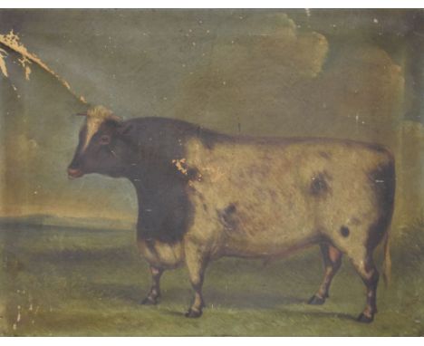 19th Century primitive school - Oil on canvas - Portrait of an Ayrshire Bull, unsigned, 47.5cm x 61cm, unframed Condition: Po